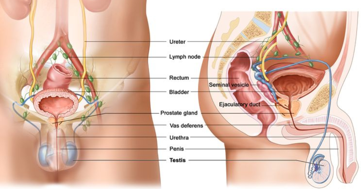 Testicular Cancer